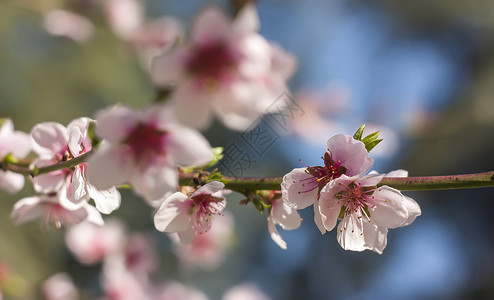 桃花魔法白色雌蕊诗歌栖息地繁荣水果花粉情绪效果背景图片