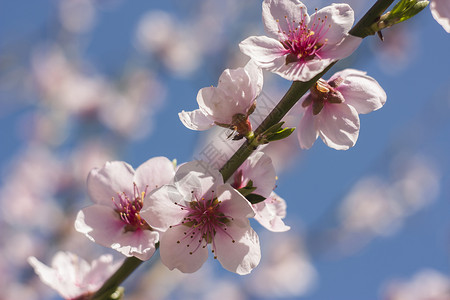 桃花花粉水果雌蕊情绪繁荣花园白色诗歌礼物生长背景图片