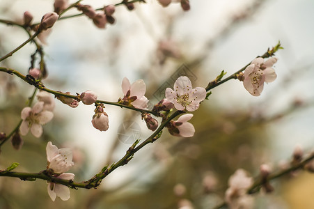 桃花花园花粉繁荣效果礼物生长诗歌水果情绪白色背景图片