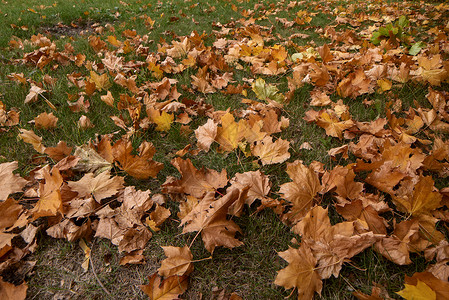 秋天落叶绿草背景图片