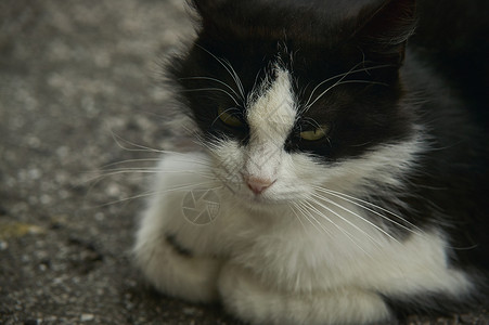 音乐家哈咪猫猫的小脸背景