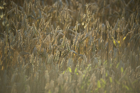 准备收割的小麦田谷物气候耳朵产品农民收成栽培丰收作物农村背景图片