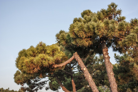 海松松树植被海松高清图片