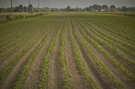 种植玉米栽培培育玉米地场地乡村系统农业档案土地农村背景图片