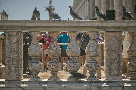 鸽子紧贴在扶手架上元素建筑历史扶手动物大理石背景图片