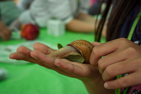 一只蜗牛在手掌中背景图片