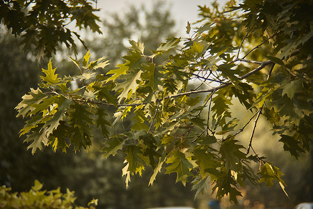 树叶植物资源芭蕉日落枫叶图文叶子背景图片