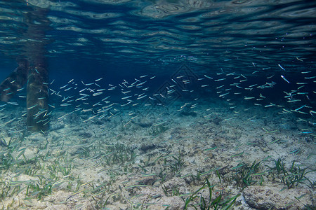 鱼苗养殖海洋幼虫学校假期荒野婴儿珊瑚少年岩石游泳高清图片