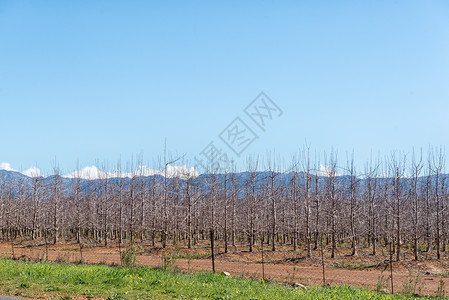 谷神星农场地貌景观 树叶果树背景
