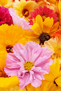 带黄色金盏花和黄金菊的淡粉色波斯菊背景图片