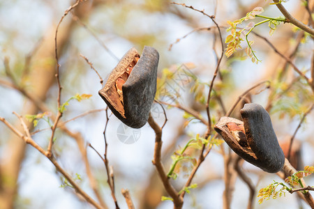 黑尾鼹鼠硬木木制的高清图片