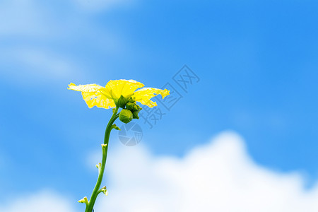 花朵与天空的低角度视图背景图片