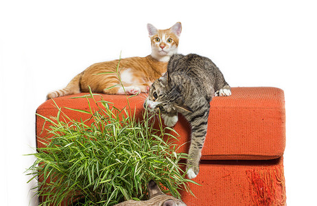 食竹叶的幼鸟 在刮过的橙色织物沙发上吃竹叶拼贴画宠物家庭健康长椅树叶眼睛小猫享受动物背景图片