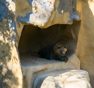棕灰熊坐在山山动物野生动物的洞穴中 在自然环境中栖息于山上背景图片