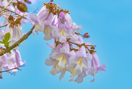 Paulowonia  财富之花泡桐花头公主植物花序花瓣植被花期生态环境背景图片