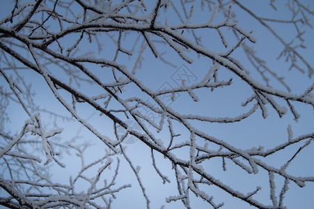 树枝上厚厚的雪在冬季公园的树枝上 结冰 雪 日落蓝色分支机构生长生活宏观森林雪花植物花园太阳背景