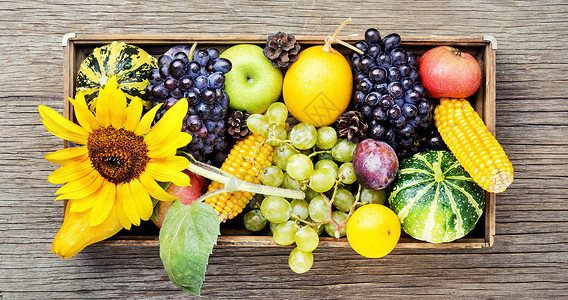 美丽的秋收时间浆果收获乡村水果蔬菜托盘壁球收成收藏背景图片