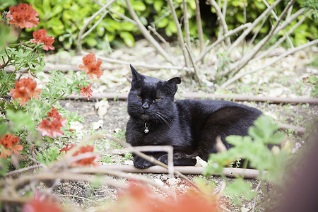 花园里黑猫野黑猫背景