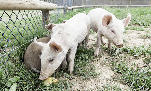 农场上的小猪猪肉干草团体家畜配种鼻子哺乳动物农业动物耳朵背景图片