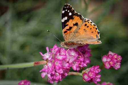 杜莎夫人蜡像馆美容夫人的近身花朵历史棕色昆虫学植物群荒野翅膀动物群粉红色英语背景