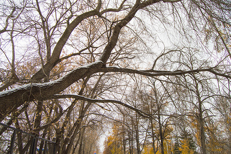一棵树 上面盖着第一个雪 倒在公园小巷上高清图片