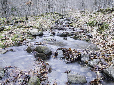 森林泉流中的溪流高清图片