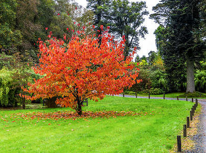 珙桐来自中国西南部的一棵美丽的树 在苏格兰本莫尔植物园 洛蒙德湖和特罗萨克斯国家公园的秋季 五颜六色的红色和橙色叶子落下背景