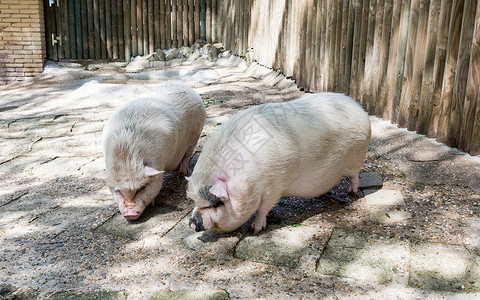 农猪农场谷仓动物小猪婴儿干草家畜哺乳动物配种乡村背景图片