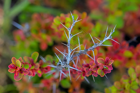 有红叶的分支植物群浆果家庭衬套红色林场水果叶子刷子植物背景图片