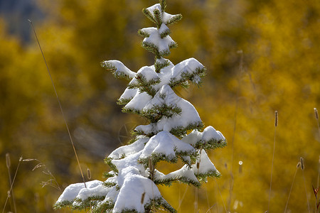 第一雪瀑布晴天公园降雪白色冻结爬坡雪花背景图片