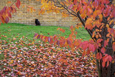 东格里斯特德的秋色中的黑猫高清图片