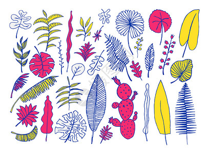 向量集的手绘明亮的热带植物绘画插图叶子植物群树叶花序背景图片