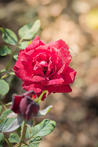 花园里的玫瑰花情人绿色粉色玫瑰日光植物群花瓣树叶背景图片