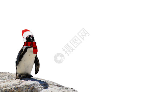 戴着围巾企鹅圣诞快乐 一只有趣的非洲企鹅 戴着围巾和圣塔克拉斯帽 孤立在白色背景上背景