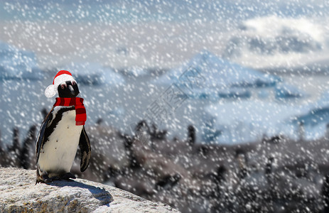 戴着围巾企鹅冬季概念 一个有趣的企鹅 在下雪时站在岩石上 戴着圣塔克拉乌斯帽子和围巾 以及一群企鹅背景