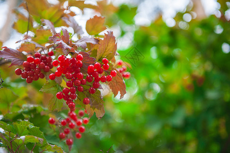 红生子树枝浆果水果枝条树叶食物孤独植物季节灌木花园叶子背景图片