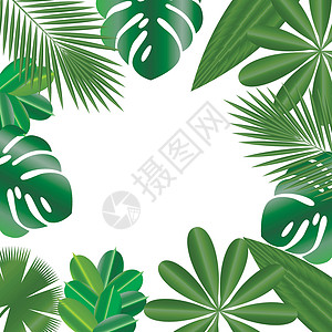 卤味鹅掌装饰框 热带植物的叶子 孤立的项目 棕榈树 Schefflera插画