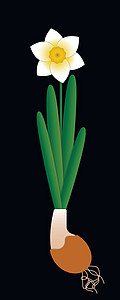 水仙在陶瓷罐中绽放 完全用花叶鳞茎植物种植 黑色背景插画
