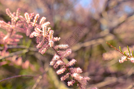 柽柳粉红玉丽的分支 在绿绿石背景上开花叶子宏观植物群衬套花瓣花园天空公园太阳蓝色背景