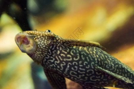 长着老虎型式的 用开口口吸食热带水族馆鱼宠物的咸鱼背景图片