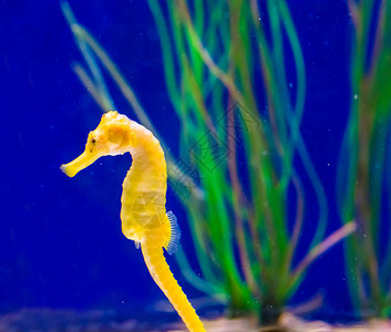 水墨色大型闭合中常见黄河口海马的海洋生物鱼类肖像背景