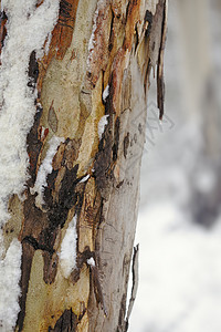 冬天的澳大利亚口香糖树树皮背景图片