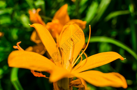 虎丽娜夏天花园里美丽的橙丽花朵 照片上的照片宏观晴天季节百合植物群叶子植物花粉花瓣花束背景