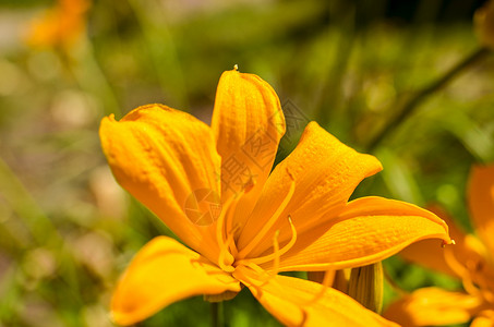 虎丽娜花瓣花束高清图片