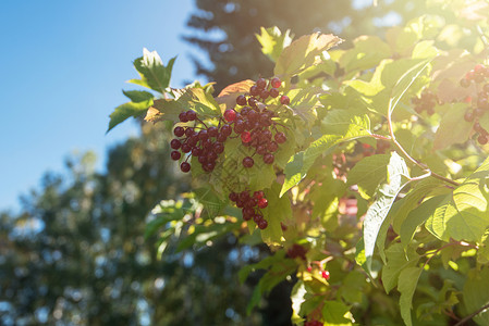 红生子树枝浆果收成宏观枝条灌木叶子植物群食物季节水果孤独背景图片