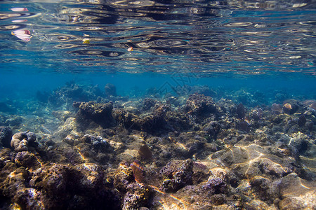 浅珊瑚礁环境植物生活海洋海藻太阳场景藻类海景水族高清图片