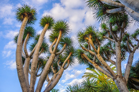 今日必看龙树 西班牙加那利群岛山区的德拉卡纳景点天线花园公园植物群旅行植物旅游游客直辖市背景