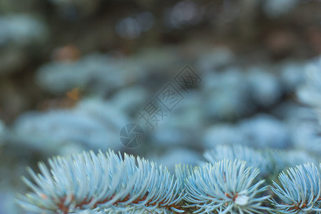 蓝杉的树枝新年针叶木头绿色蓝色云杉森林宏观松树植物背景图片
