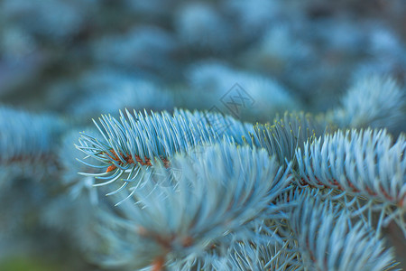 蓝杉的树枝新年蓝色针叶松树云杉植物白色季节性森林季节背景图片