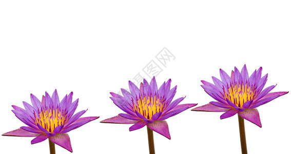 三个莲花素材紫色三个莲花白色背景背景